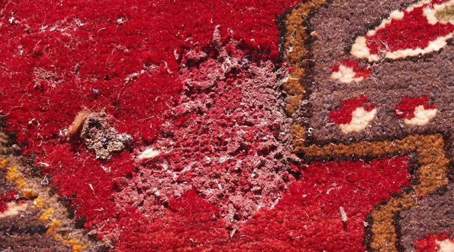 carpet-rudt3